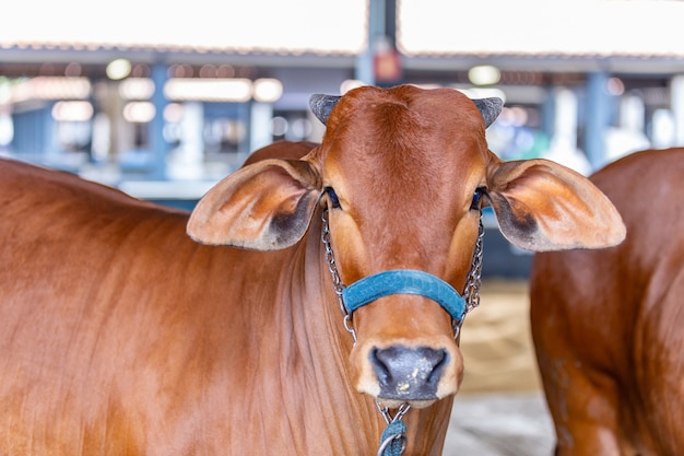 Cebú brasileño elite de ganado en un parque de exposiciones