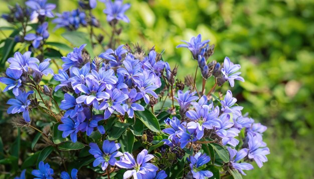 Foto cecelia blüht im garten mit kopierplatz