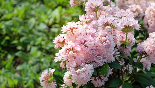 Cecelia blüht im Garten mit Kopierplatz