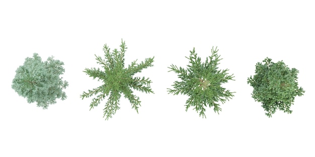 Cedarfiren von oben für Landschaftsplan und Architekturlayout
