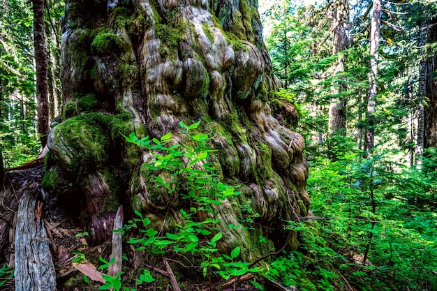 Cedro amarillo de 1700 años de edad en Dakota Ridge, Sunshine Coast, BC Canadá