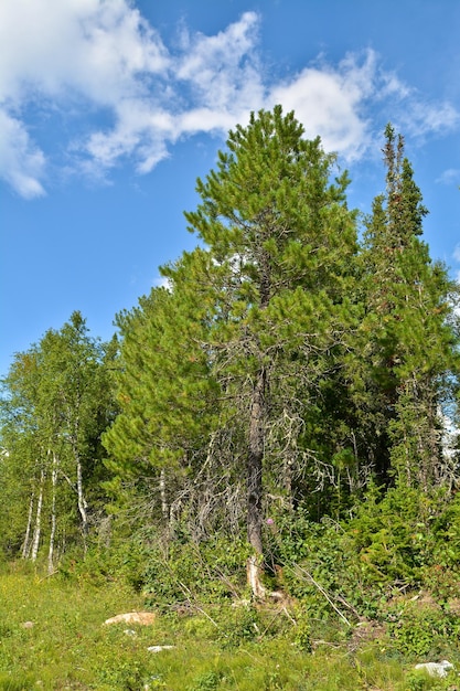 Cedro siberiano Pinus sibirica en el Parque Nacional Yugyd VA