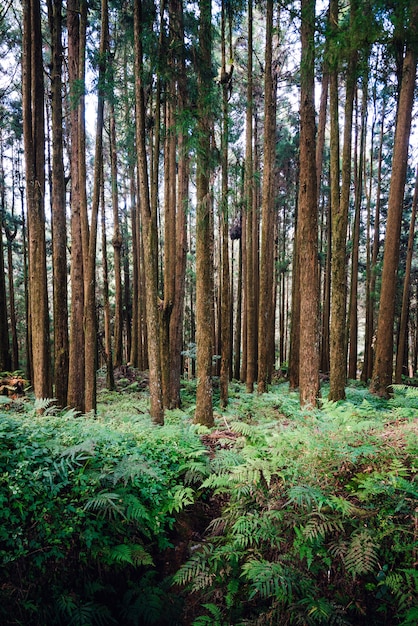 Foto cedros y cipreses japoneses en el bosque en el área de recreación del bosque nacional alishan en el condado de chiayi