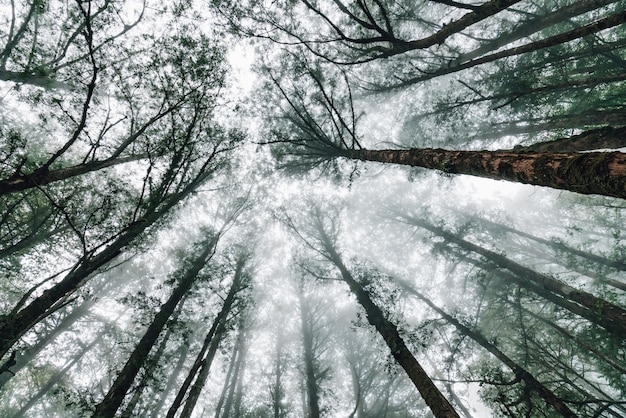 Cedros japoneses en el bosque con niebla que mira desde abajo