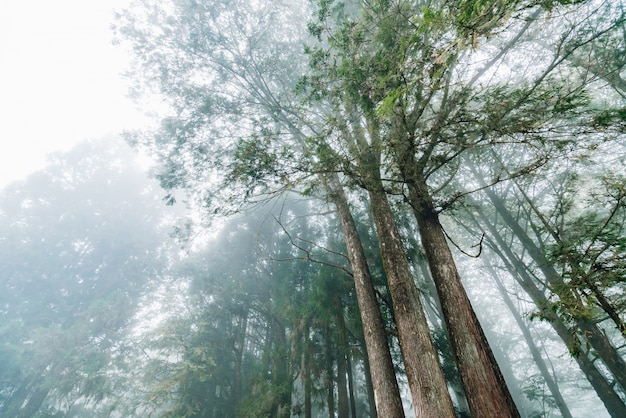 Cedros japoneses en el bosque que se ven desde abajo en Alishan National Forest Recreation Area en el condado de Chiayi, Alishan Township, Taiwán.