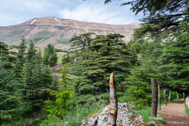 Cedros del líbano cedros libaneses bosques montañas