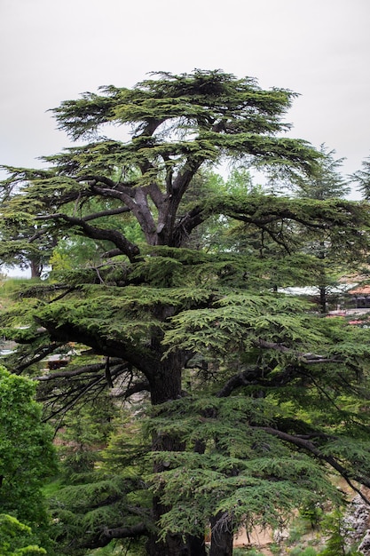 Cedros del líbano cedros libaneses bosques montañas