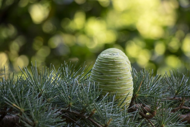 Foto cedrus deodara en jardín botánico pinaceae árbol