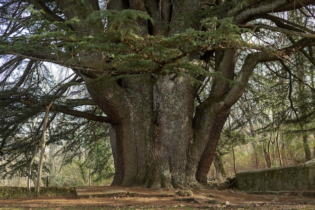 Cedrus libani. Gran cedro del Líbano, árbol centenario situado en la localidad de Bejar, Salamanca.