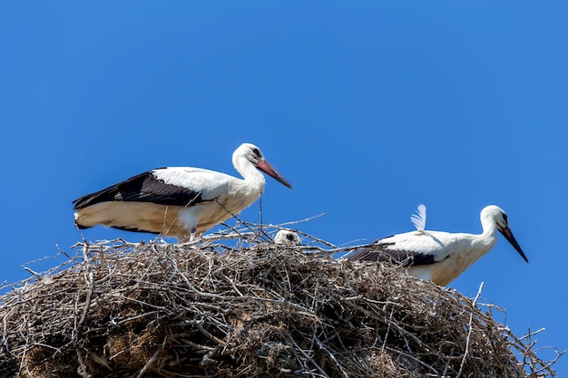 Cegonha adulta Ciconia ciconia filhotes em um ninho contra um fundo de céu azul