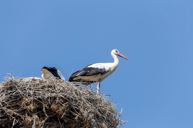 Cegonha adulta Ciconia ciconia filhotes em um ninho contra um fundo de céu azul