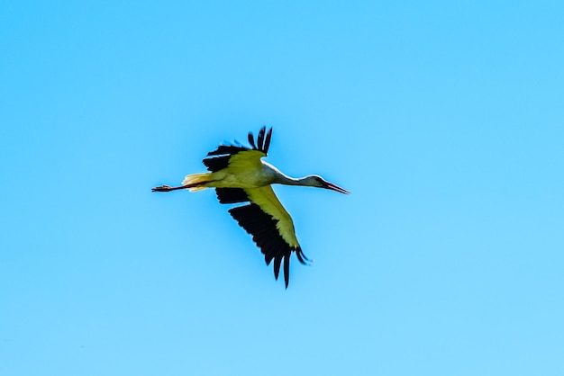 Cegonha-branca Ciconia ciconia voando no céu