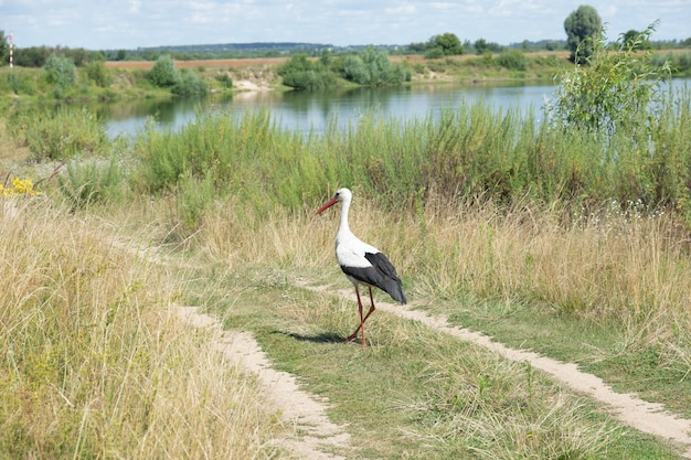 Cegonha-branca de pássaro na margem do rio.