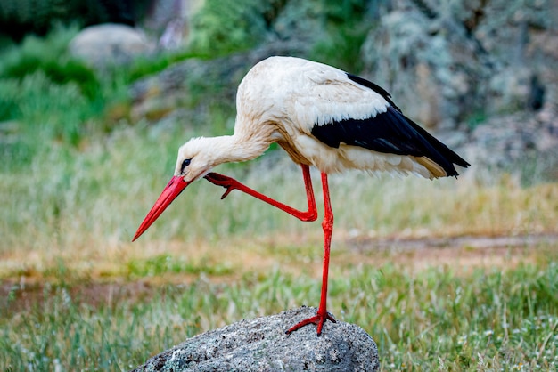 Cegonha-branca elegante