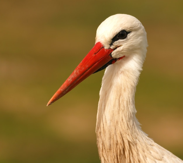 Cegonha branca elegante