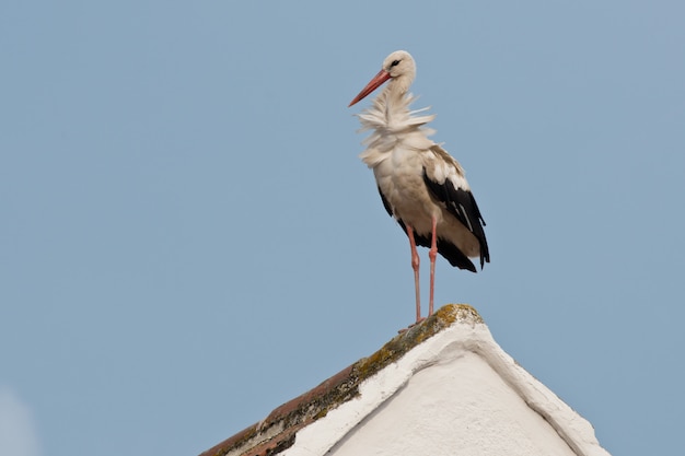 Cegonha-branca em um telhado