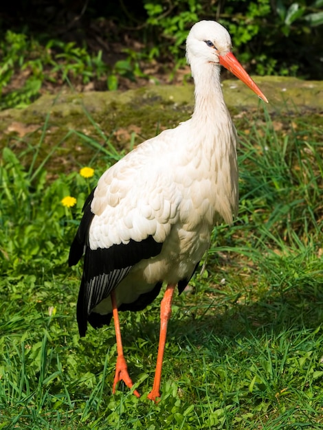 Foto cegonha branca no campo gramado