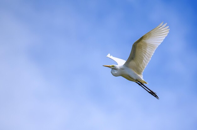 Cegonha-branca voando no céu azul