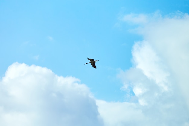 Cegonha-branca voando no céu