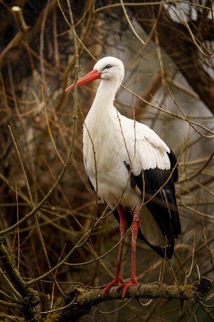 cegonha branca