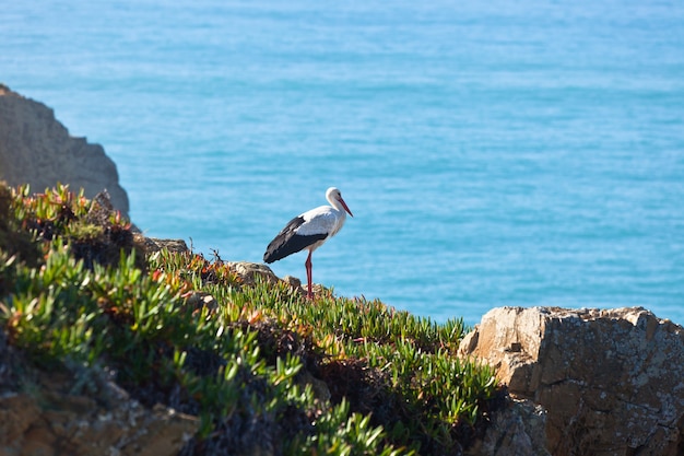 Cegonha em um penhasco na costa oeste de Portugal. Tiro horizontal