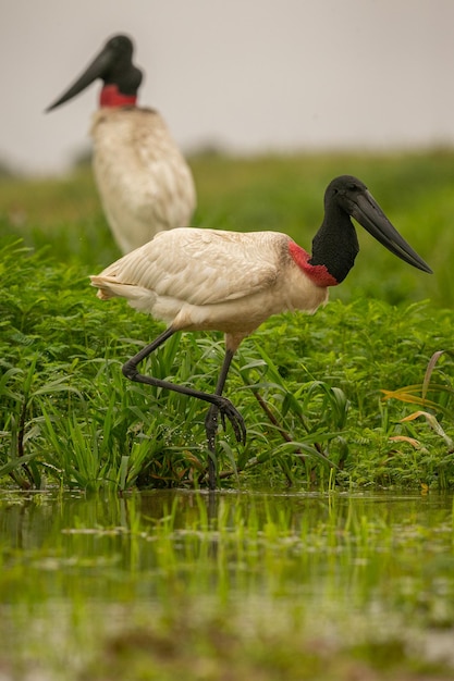 Cegonha Jabiru nas zonas úmidas de um belo Pantanal brasileiro Ave linda e muito grande na américa do sul Jabiru mycteria Imagem de habitat natural