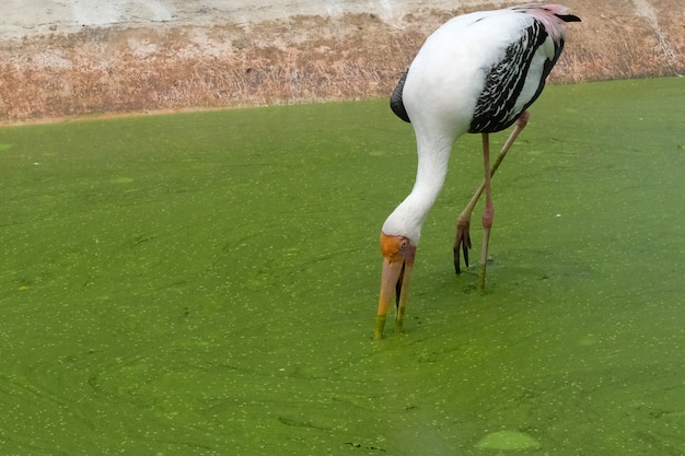 Cegonha leitosa close-up bico vermelho amarelo à procura de comida no rio