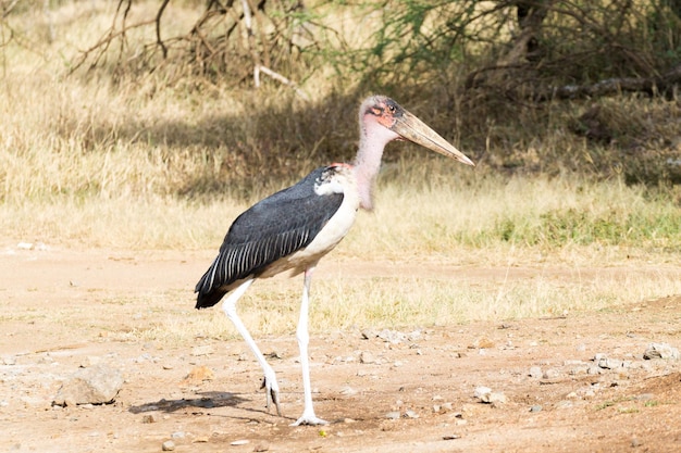 Cegonha Marabou fecha o Parque Nacional Serengeti Tanzânia África