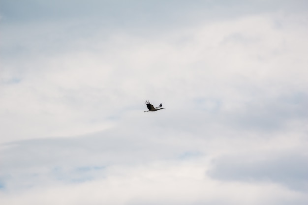 Cegonha no céu