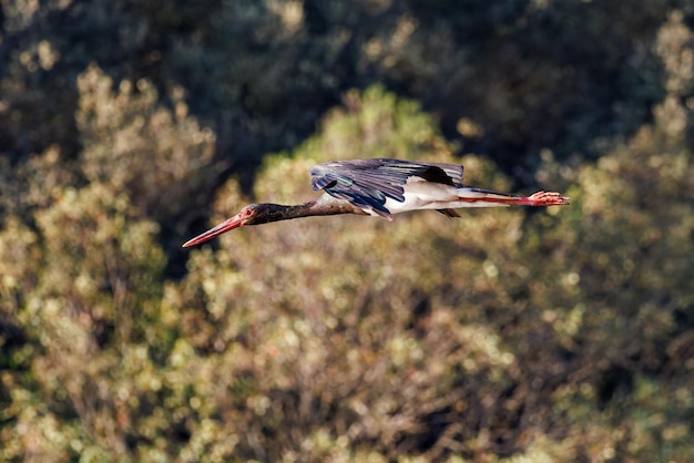 Cegonha-preta (ciconia nigra).