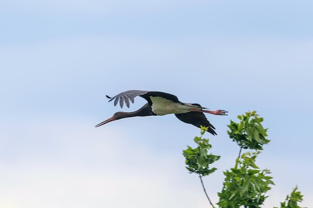 Cegonha-preta em voo (Ciconia nigra)