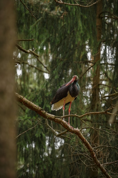 Cegonha-preta no escuro da floresta europeia