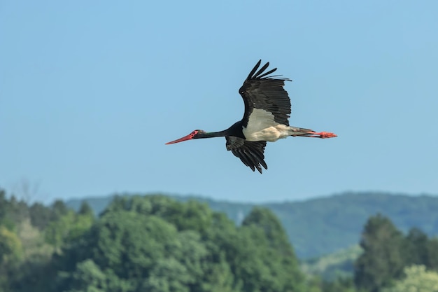 Cegonha-preta voando, Ciconia nigra.