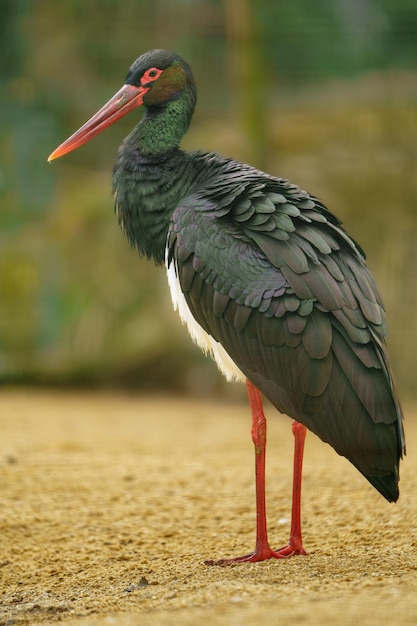 Cegonha-preta