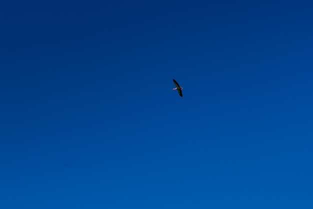 Cegonha subindo no céu azul com nuvens brancas