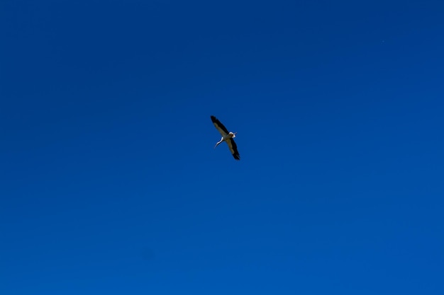 Cegonha subindo no céu azul com nuvens brancas