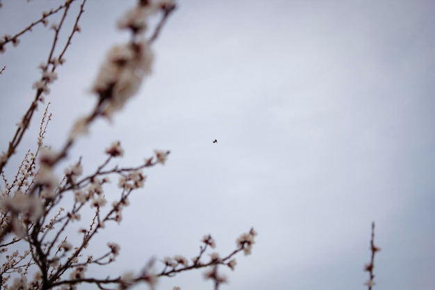 Cegonha voando no céu