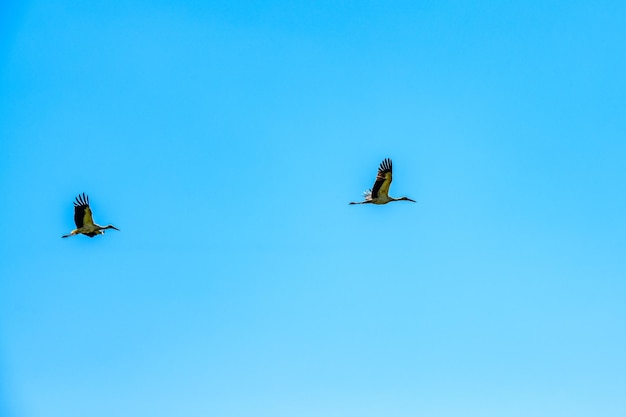 Cegonhas brancas Ciconia ciconia voando em um céu