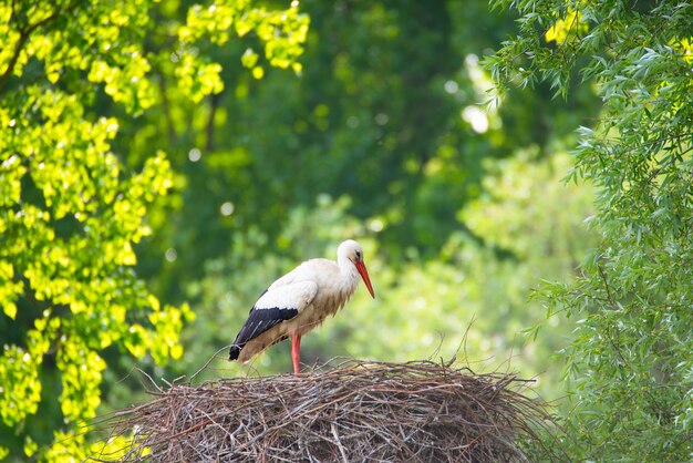 Foto cegonhas brancas no ninho cercadas por árvores verdes ciconias na primavera oberhausen heidelberg alemanha