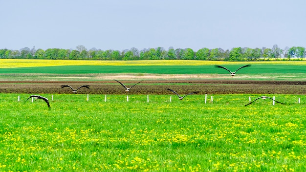 Cegonhas brancas voando de um campo verde