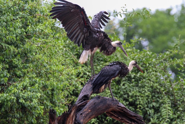 Foto cegonhas de pescoço lanoso empoleiradas em um tronco secando depois de uma tempestade de chuva na reserva de caça de mkuze