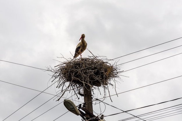 Cegonhas no ninho em um poste elétrico alto