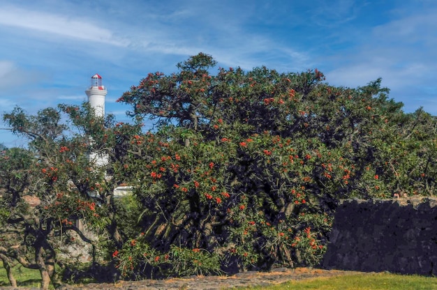 Ceibo-Baum Nationalbaum von Uruguay