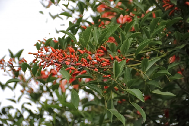 ceibo em flor