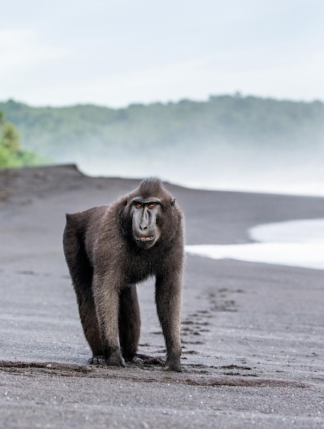 Celebes Crested Macaque steht an einem schwarzen Sandstrand Indonesien Sulawesi