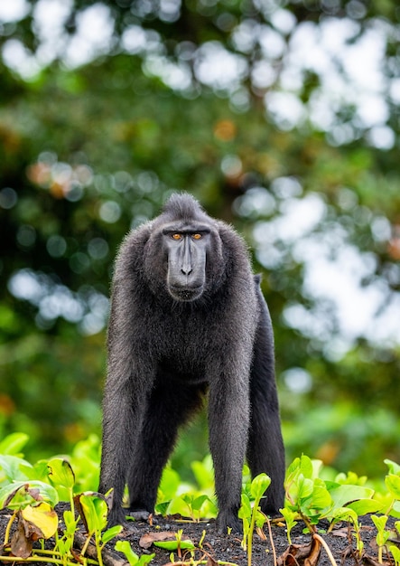 Celebes Crested Macaque steht auf dem Sand vor dem Hintergrund des Dschungels Indonesien Sulawesi