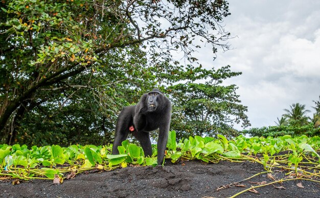 Celebes Crested Macaque steht auf dem Sand vor dem Hintergrund des Dschungels Indonesien Sulawesi