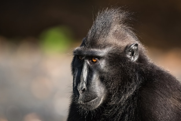 Foto celebra el macaco con cresta en la vida silvestre