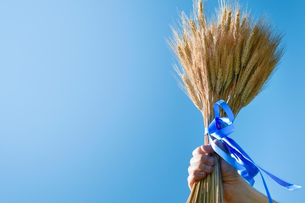 Celebração do feriado judaico de Shavuot Buquê maduro de trigo com fita azul segurada pela mão masculina em fundos de céu azul de verão Símbolos do feriado judaico Conceito de feriados judaicos de Shavuot Shavuot Mock up