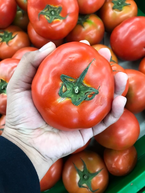 Celebración de tomates rojos frescos cosechados en el jardín Frutas y verduras cosechadas frescas y apetitosas Listas para ser vendidas en el mercado